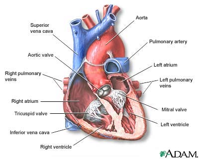 download free structure of heart